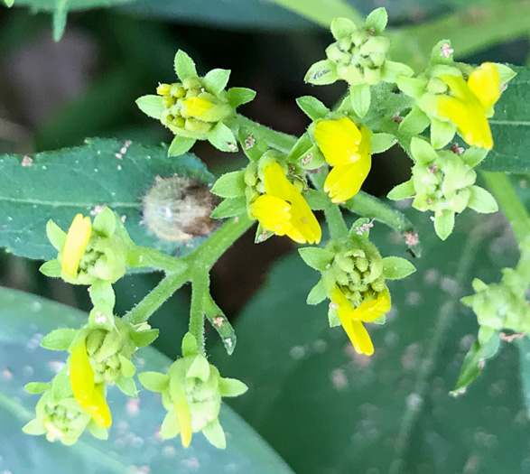 image of Verbesina occidentalis, Southern Crownbeard, Yellow Crownbeard