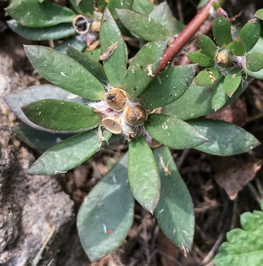 image of Portulaca amilis, Broadleaf Pink Purslane, Paraguayan Purslane