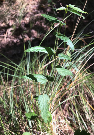 image of Tragia urticifolia, Nettleleaf Noseburn, Tragia