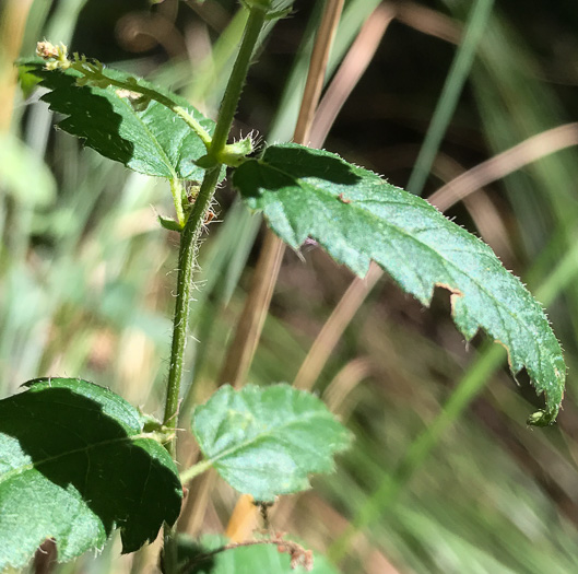 image of Tragia urticifolia, Nettleleaf Noseburn, Tragia