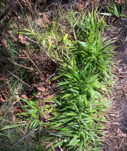 image of Dichanthelium laxiflorum, Open-flower Witchgrass, Open-flower Rosette Grass