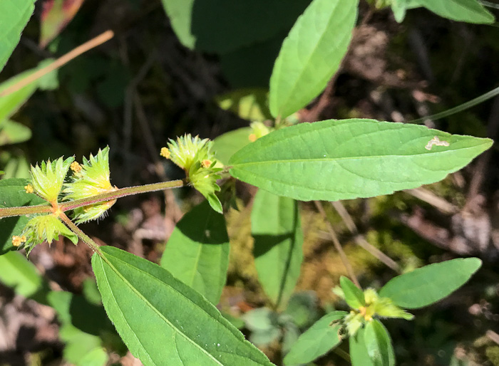 image of Acalypha gracilens, Slender Threeseed Mercury, Slender Copperleaf, Shortstalk Copperleaf