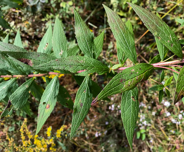 image of Solidago rugosa var. rugosa, Wrinkleleaf Goldenrod, Roughstem Goldenrod