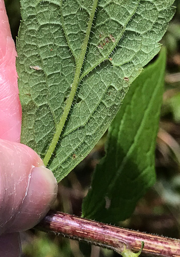 image of Solidago rugosa var. rugosa, Wrinkleleaf Goldenrod, Roughstem Goldenrod