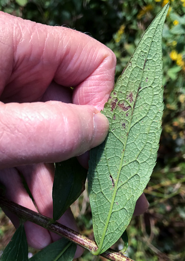 image of Solidago rugosa var. rugosa, Wrinkleleaf Goldenrod, Roughstem Goldenrod