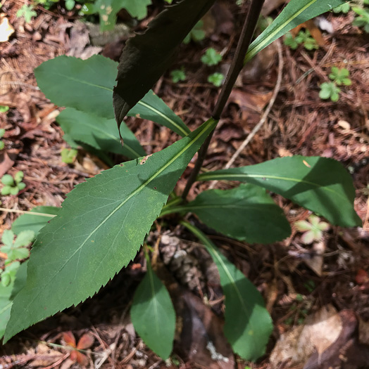 image of Solidago juncea, Early Goldenrod