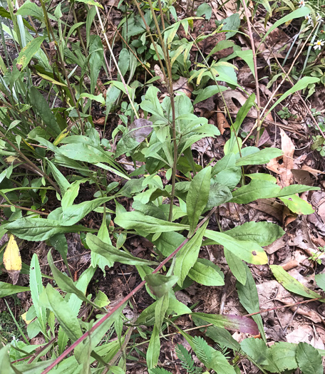 image of Solidago nemoralis var. nemoralis, Eastern Gray Goldenrod