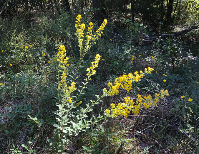 panicle