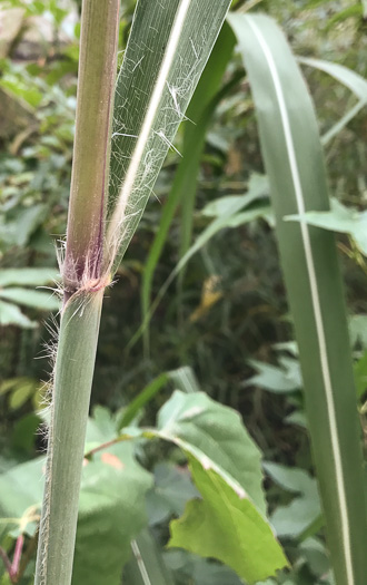 image of Erianthus giganteus, Sugarcane Plumegrass, Giant Plumegrass