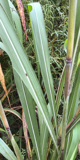 image of Erianthus giganteus, Sugarcane Plumegrass, Giant Plumegrass