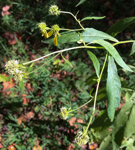 image of Verbesina alternifolia, Common Wingstem