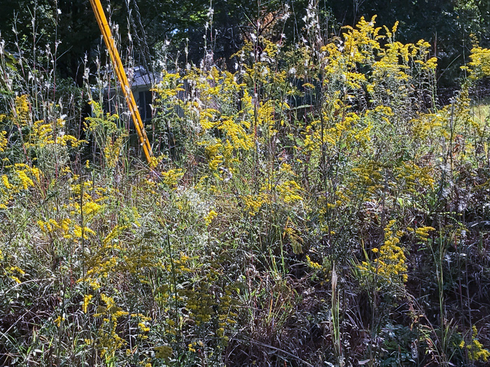 image of Solidago nemoralis var. nemoralis, Eastern Gray Goldenrod