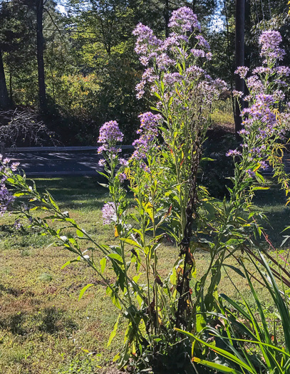 image of Aster tataricus, Tatarian Aster