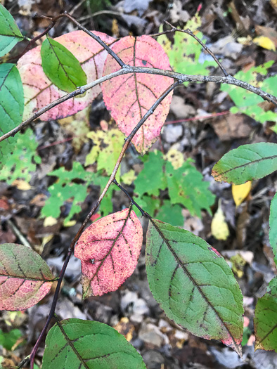 image of Eubotrys recurvus, Mountain Sweetbells, Mountain Fetterbush, Deciduous Fetterbush