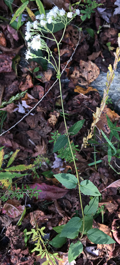 Ageratina aromatica, Small-leaved White Snakeroot, Aromatic Snakeroot, Wild-hoarhound, Small White Snakeroot