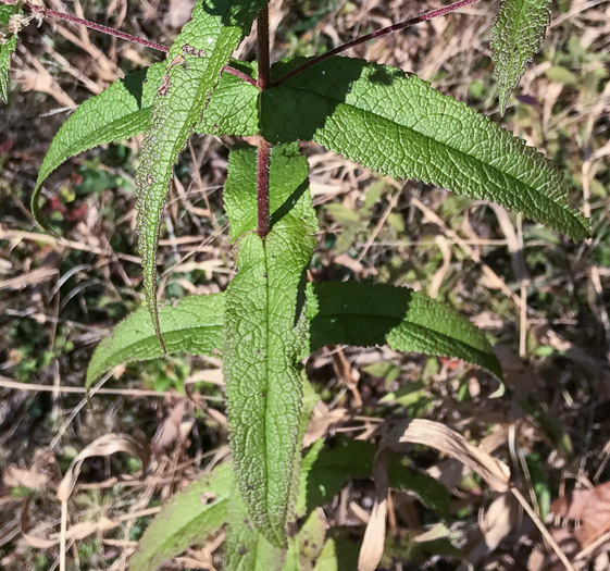 image of Eupatorium perfoliatum, Boneset