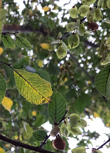 image of Ulmus parvifolia, Lacebark Elm, Chinese Elm