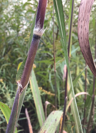 image of Erianthus giganteus, Sugarcane Plumegrass, Giant Plumegrass