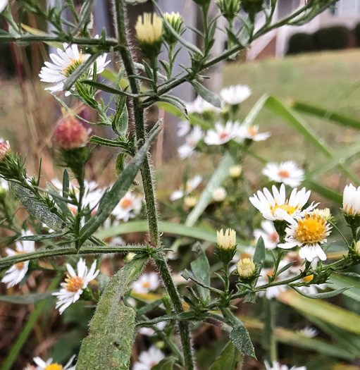 image of Symphyotrichum pilosum var. pilosum, Frost Aster, White Heath Aster