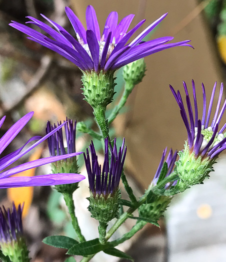 image of Symphyotrichum georgianum, Georgia Aster