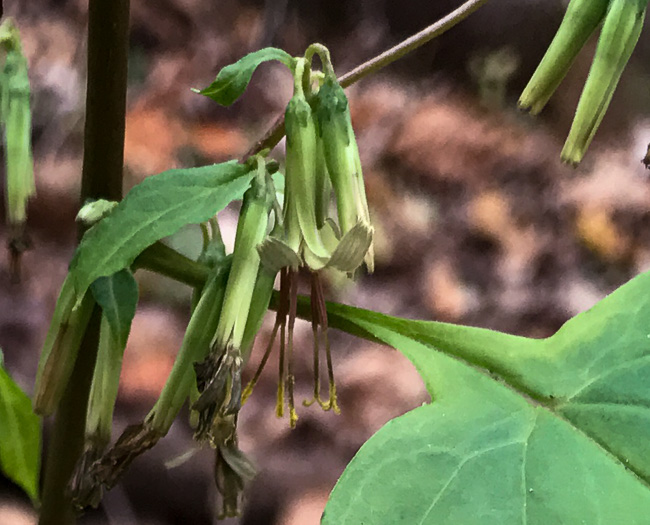 image of Nabalus altissimus, Tall Rattlesnake-root, Tall White Lettuce