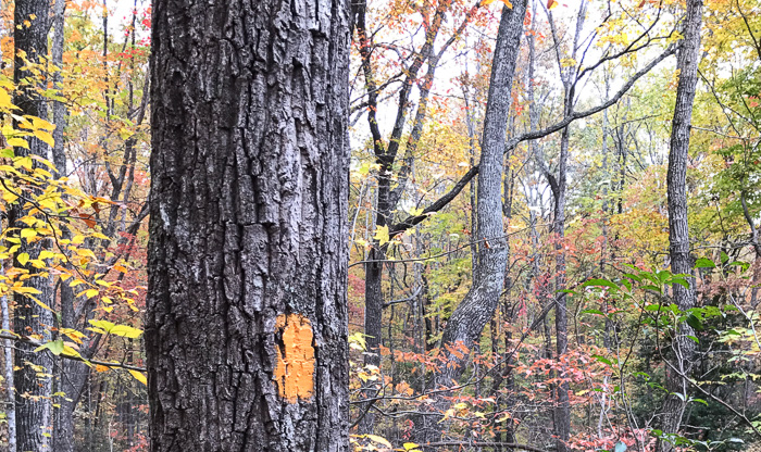 image of Quercus montana, Rock Chestnut Oak, Mountain Oak, Tanbark Oak