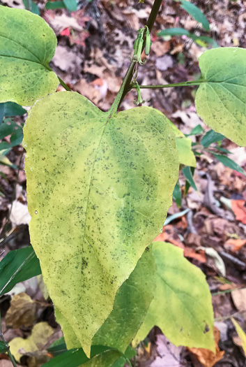 image of Nabalus altissimus, Tall Rattlesnake-root, Tall White Lettuce