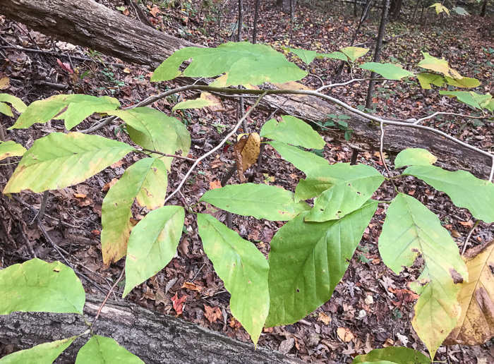 image of Magnolia acuminata var. acuminata, Cucumber Magnolia, Cucumber-tree