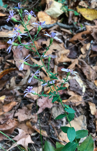 image of Symphyotrichum undulatum, Wavyleaf Aster