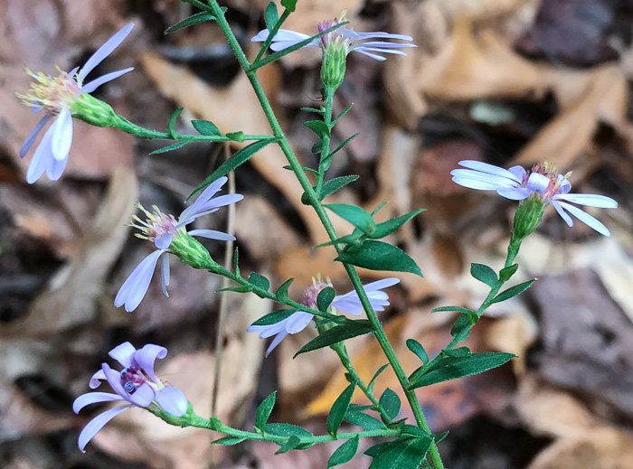 Symphyotrichum undulatum, Wavyleaf Aster