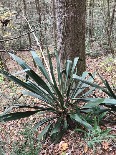 image of Yucca filamentosa, Beargrass, Spoonleaf Yucca, Curlyleaf Yucca