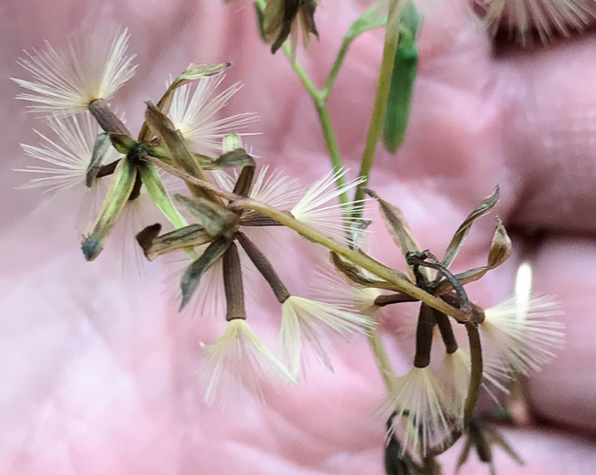 image of Nabalus altissimus, Tall Rattlesnake-root, Tall White Lettuce