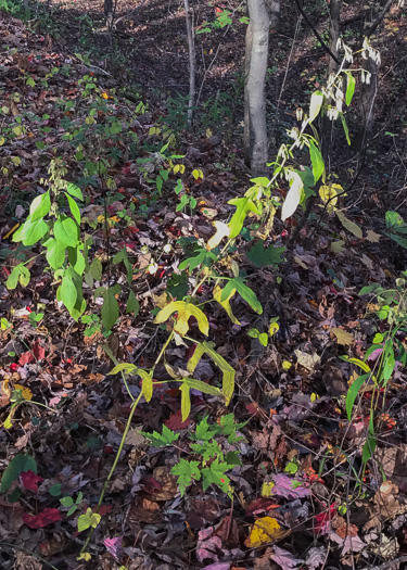 image of Nabalus altissimus, Tall Rattlesnake-root, Tall White Lettuce