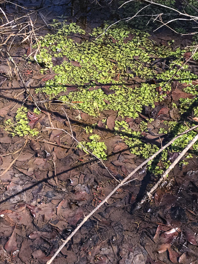 image of Gratiola virginiana, Roundfruit Hedge-hyssop, Virginia Hedge-hyssop