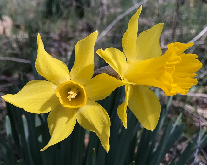 image of Narcissus pseudonarcissus, Common Daffodil, Trumpet Narcissus