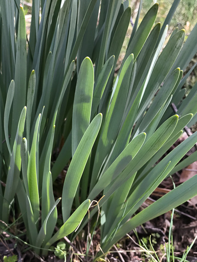 image of Narcissus pseudonarcissus, Common Daffodil, Trumpet Narcissus