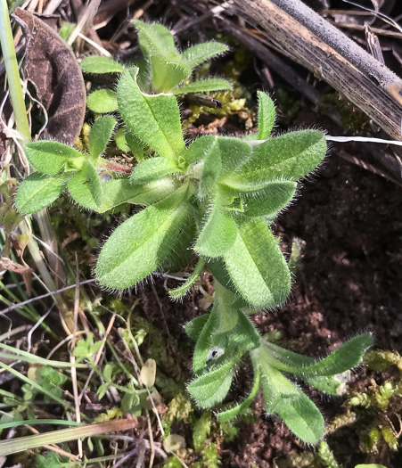 image of Cerastium glomeratum, Sticky Mouse-ear, Sticky Chickweed, Sticky Mouse-ear Chickweed