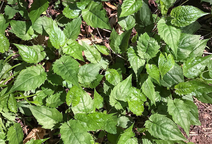 image of Eurybia divaricata, White Wood-aster, Woodland Aster, Common White Heart-leaved Aster