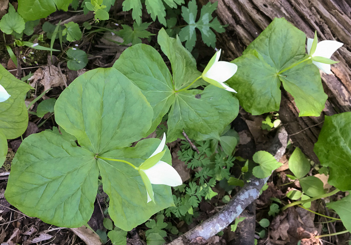 image of Trillium simile, Sweet White Trillium, Confusing Trillium, Jeweled Trillium