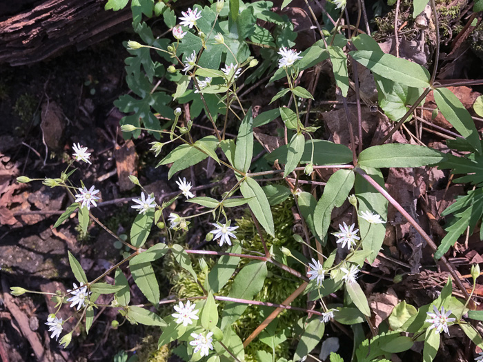 image of Stellaria pubera, Star Chickweed, Giant Chickweed, Great Chickweed, Common Starwort