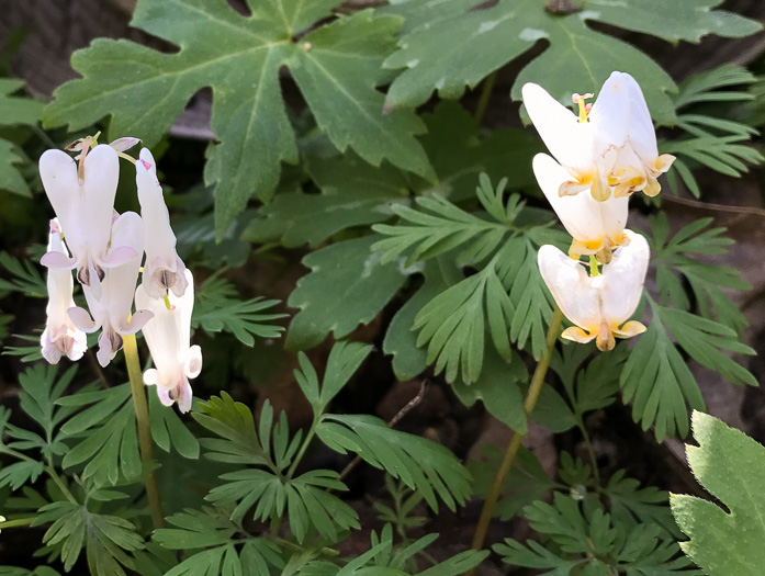 image of Dicentra cucullaria, Dutchman's Britches