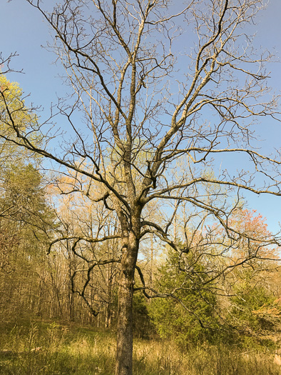 image of Carya illinoinensis, Pecan