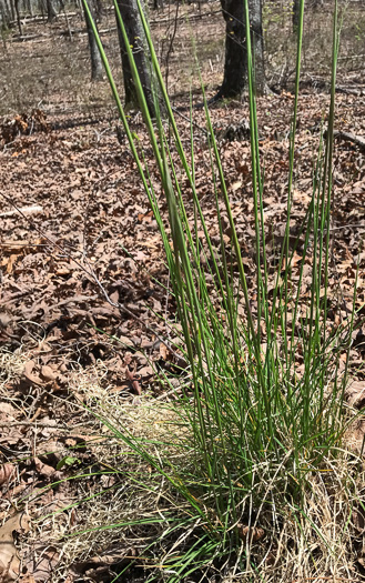 image of Piptochaetium avenaceum, Green Needlegrass, Blackseed Needlegrass, Eastern Needlegrass, Black Oatgrass