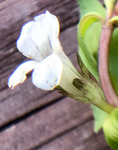 image of Gratiola virginiana, Roundfruit Hedge-hyssop, Virginia Hedge-hyssop