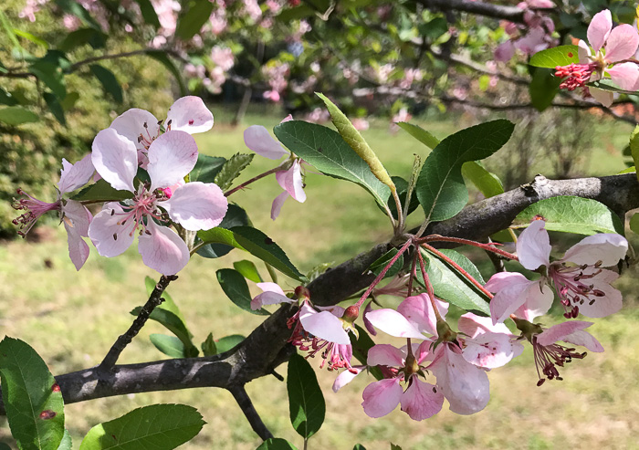 image of Malus angustifolia, Southern Crabapple, Wild Crabapple