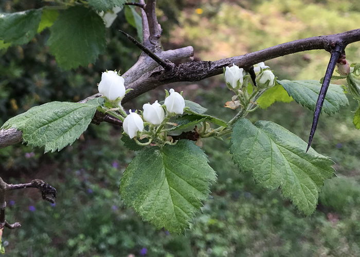 image of Crataegus mollis var. mollis, Downy Hawthorn