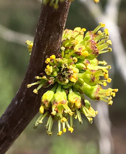 Northern Toothache Tree