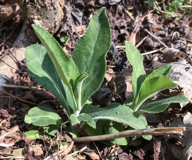 image of Lobelia puberula, Downy Lobelia, Hairy Lobelia