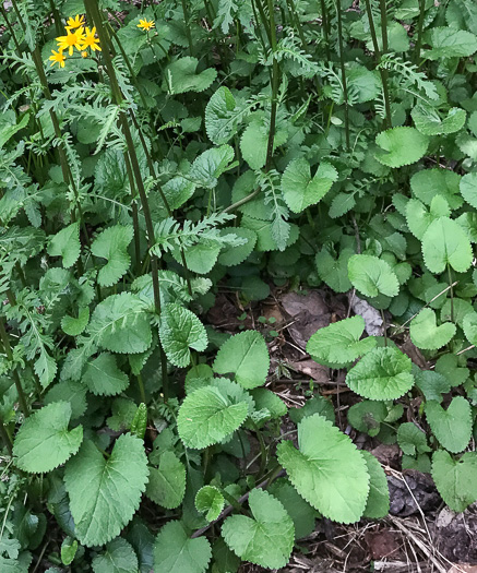 image of Packera aurea, Golden Ragwort, Heartleaf Ragwort, Golden Groundsel