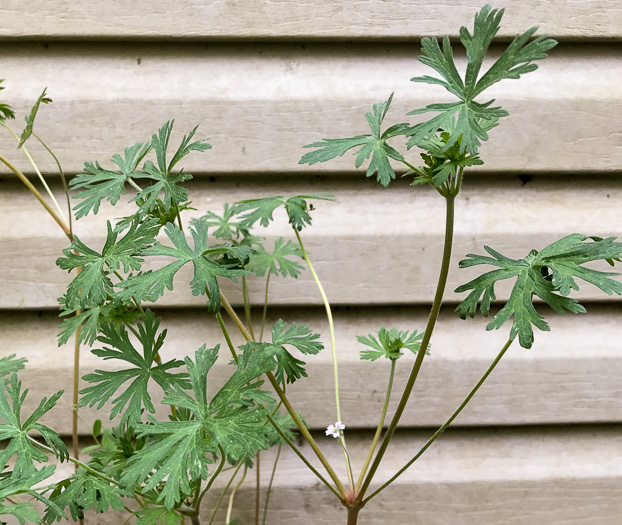 image of Geranium carolinianum, Carolina Cranesbill